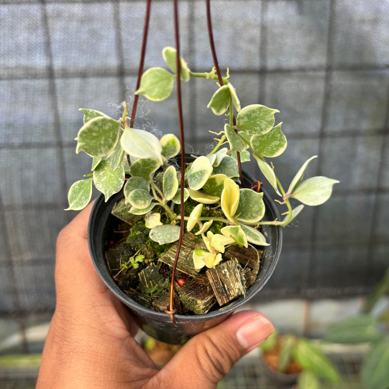 FS63-6 Hoya Curtisii Albomarginata "Tiara"