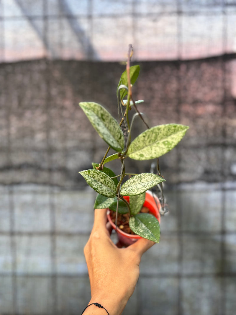 FS64-6 Hoya Carnosa Stardust
