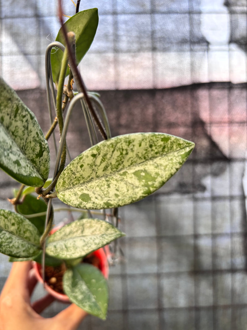 FS64-6 Hoya Carnosa Stardust