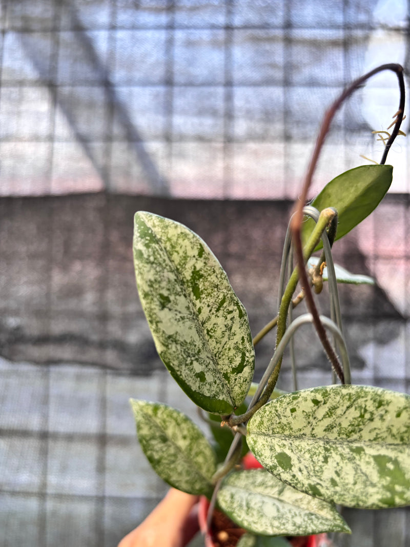 FS64-6 Hoya Carnosa Stardust