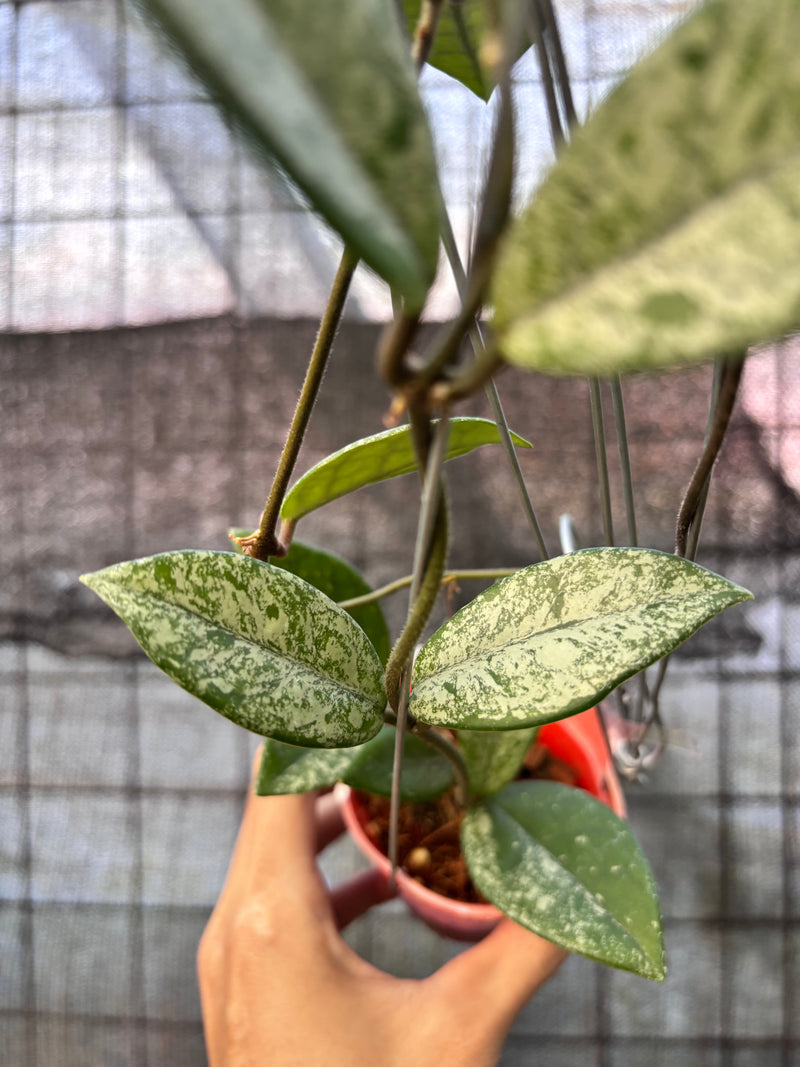 FS64-6 Hoya Carnosa Stardust