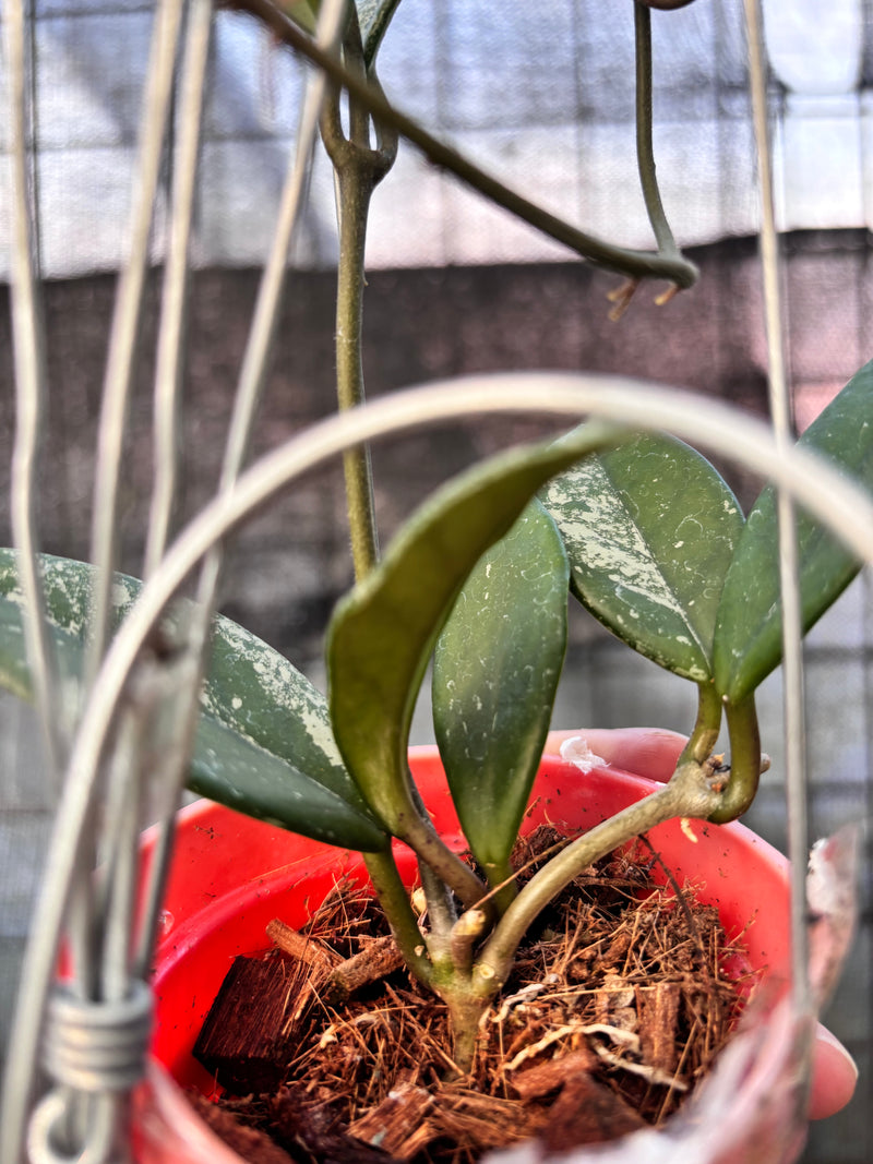 FS64-6 Hoya Carnosa Stardust
