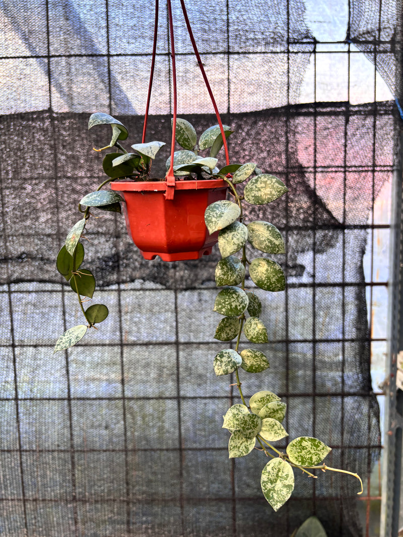 FS65-6 Hoya Lacunosa Silver Lime