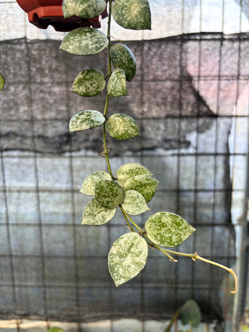 FS65-6 Hoya Lacunosa Silver Lime