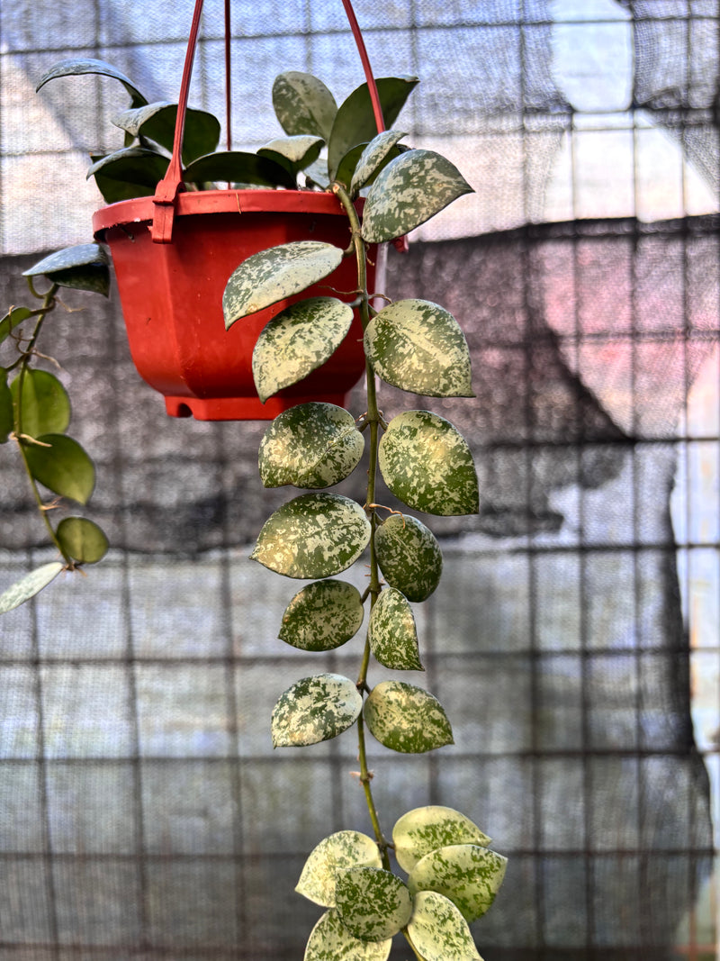 FS65-6 Hoya Lacunosa Silver Lime