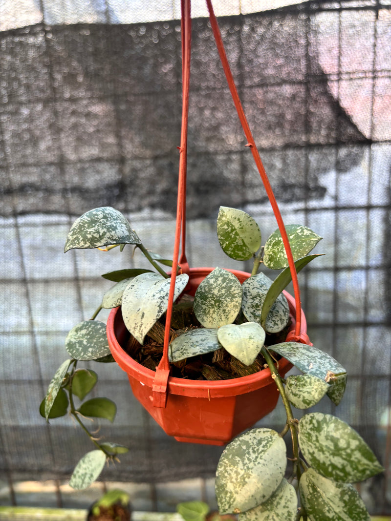 FS65-6 Hoya Lacunosa Silver Lime