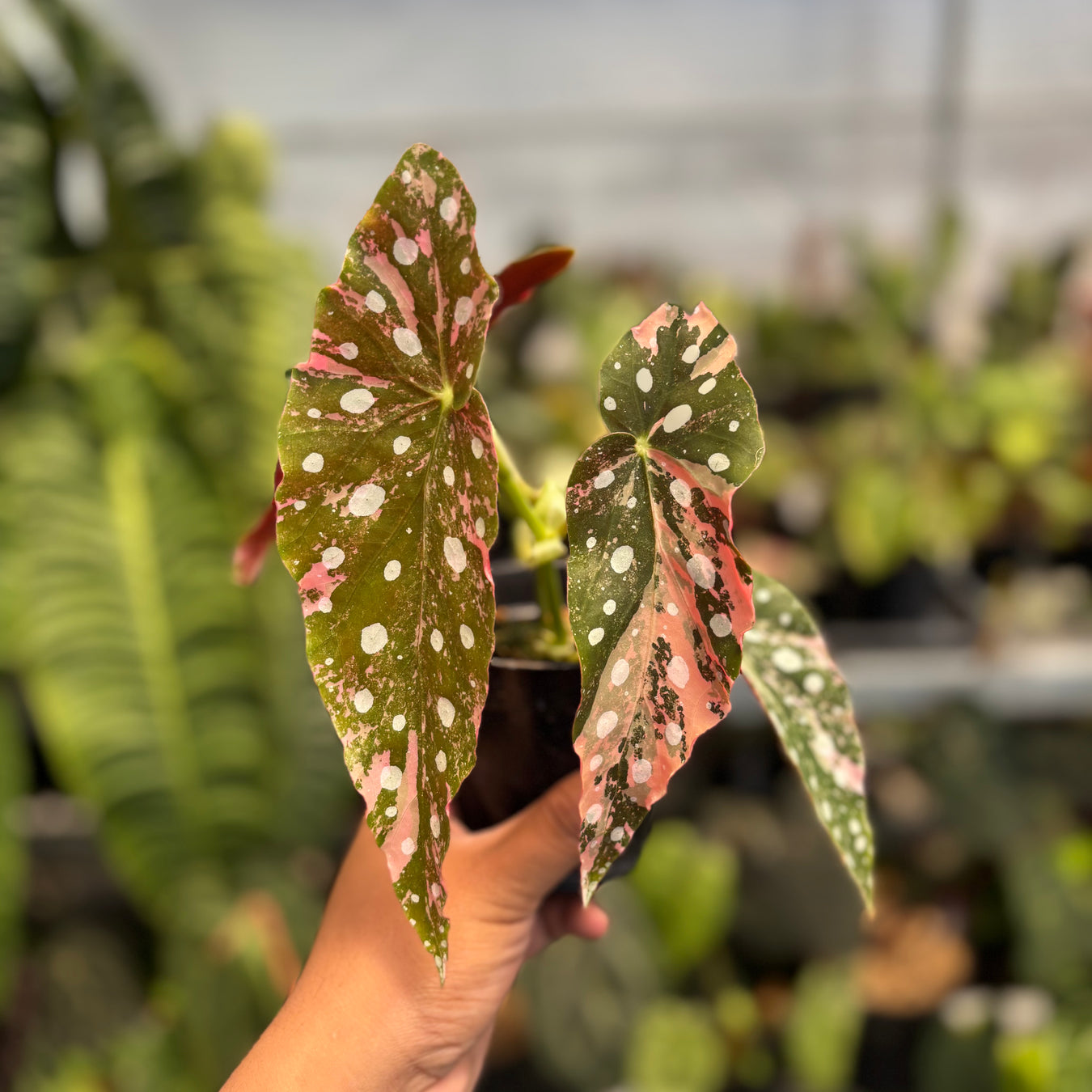 Begonia