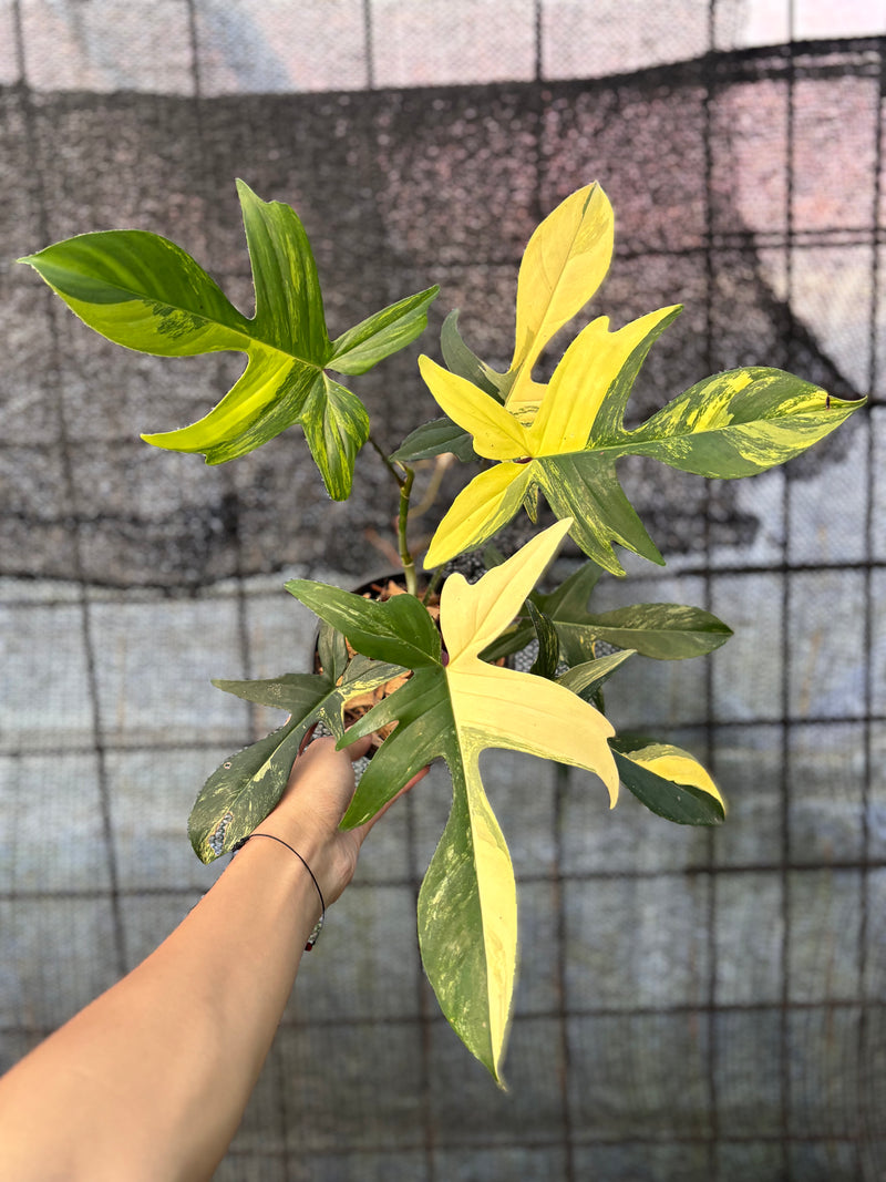 FS66-6 Philodendron Florida Beauty Mature Size