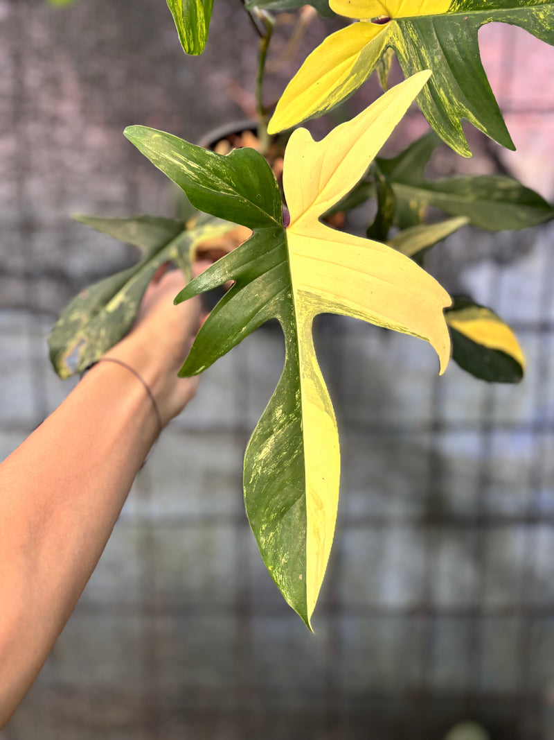 FS66-6 Philodendron Florida Beauty Mature Size