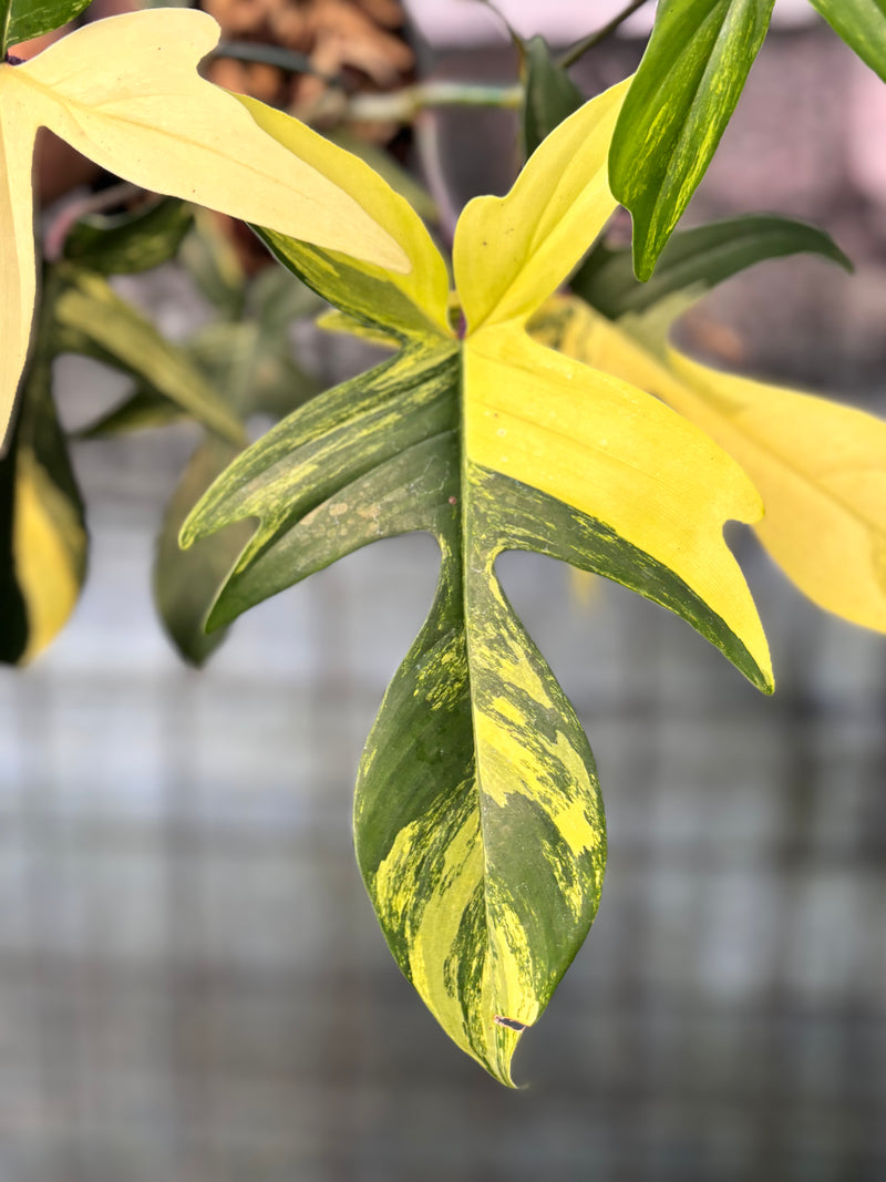 FS66-6 Philodendron Florida Beauty Mature Size