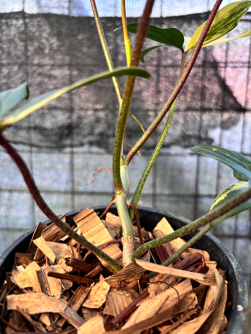 FS66-6 Philodendron Florida Beauty Mature Size