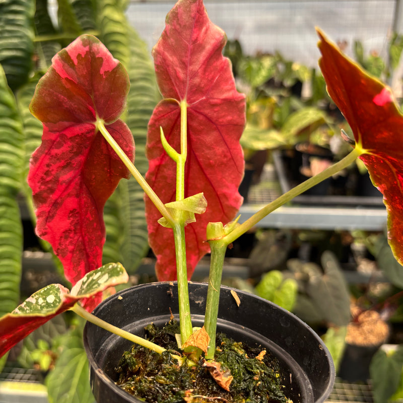 Begonia Maculata Variegated — Aroidasia Begonia Maculata Variegated — Aroidasia