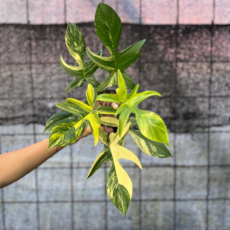 FS67-6 Philodendron Florida Beauty Mature Size