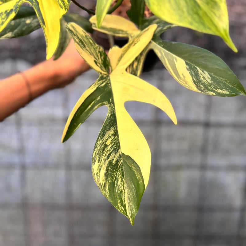 FS67-6 Philodendron Florida Beauty Mature Size