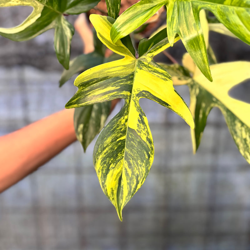 FS67-6 Philodendron Florida Beauty Mature Size