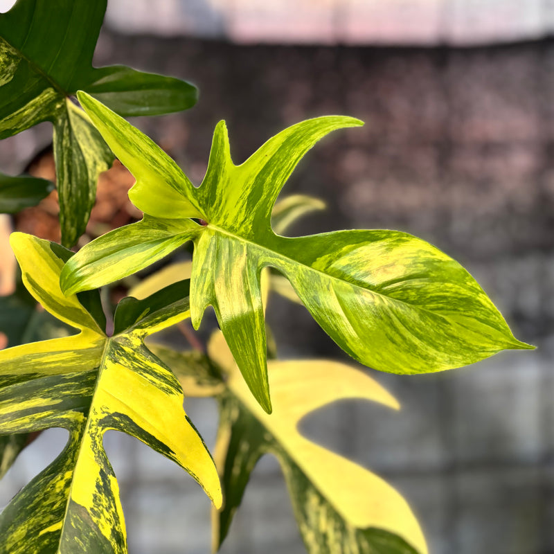 FS67-6 Philodendron Florida Beauty Mature Size
