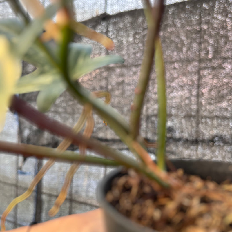 FS67-6 Philodendron Florida Beauty Mature Size