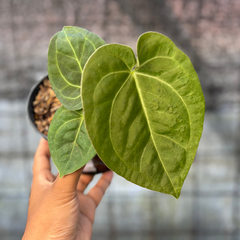 FS68-6 Anthurium Luxurian Indo Type