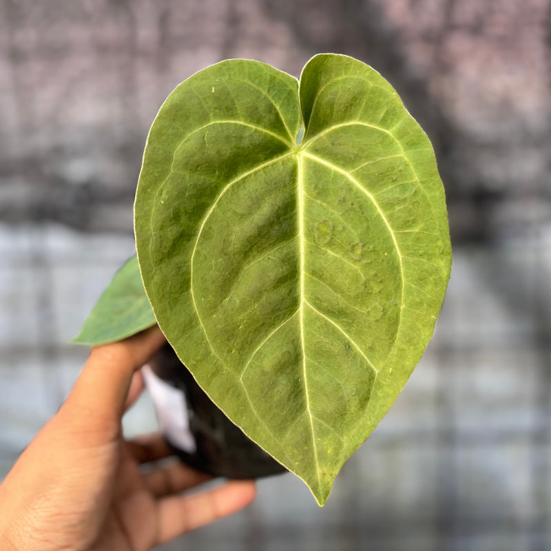 FS68-6 Anthurium Luxurian Indo Type