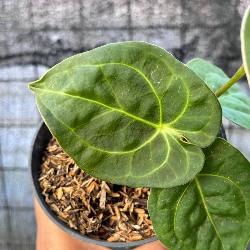 FS68-6 Anthurium Luxurian Indo Type