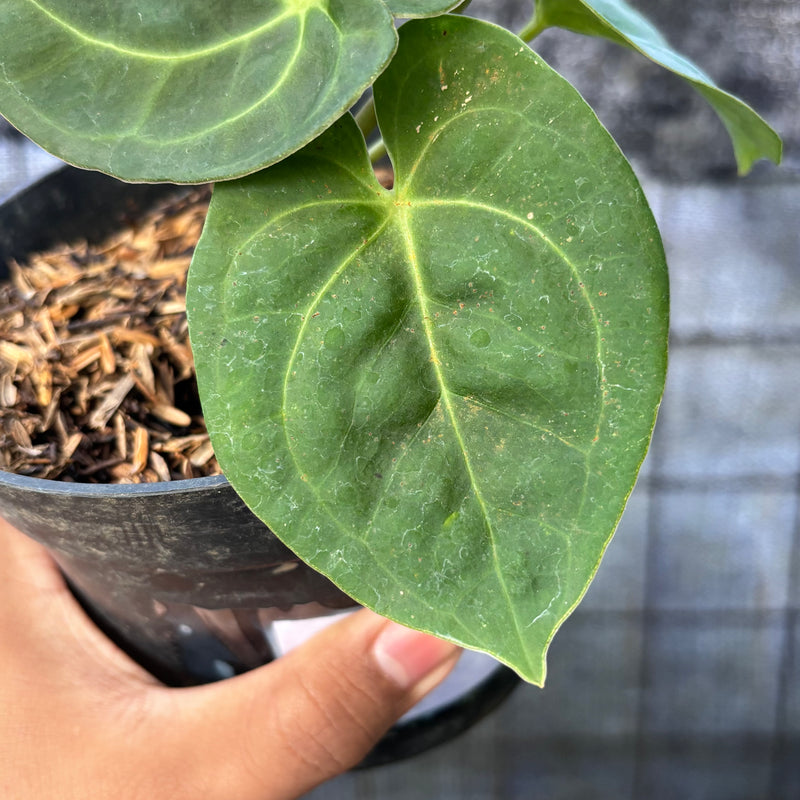 FS68-6 Anthurium Luxurian Indo Type