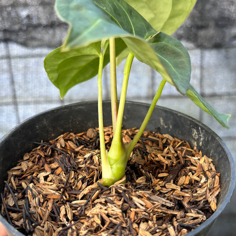 FS68-6 Anthurium Luxurian Indo Type