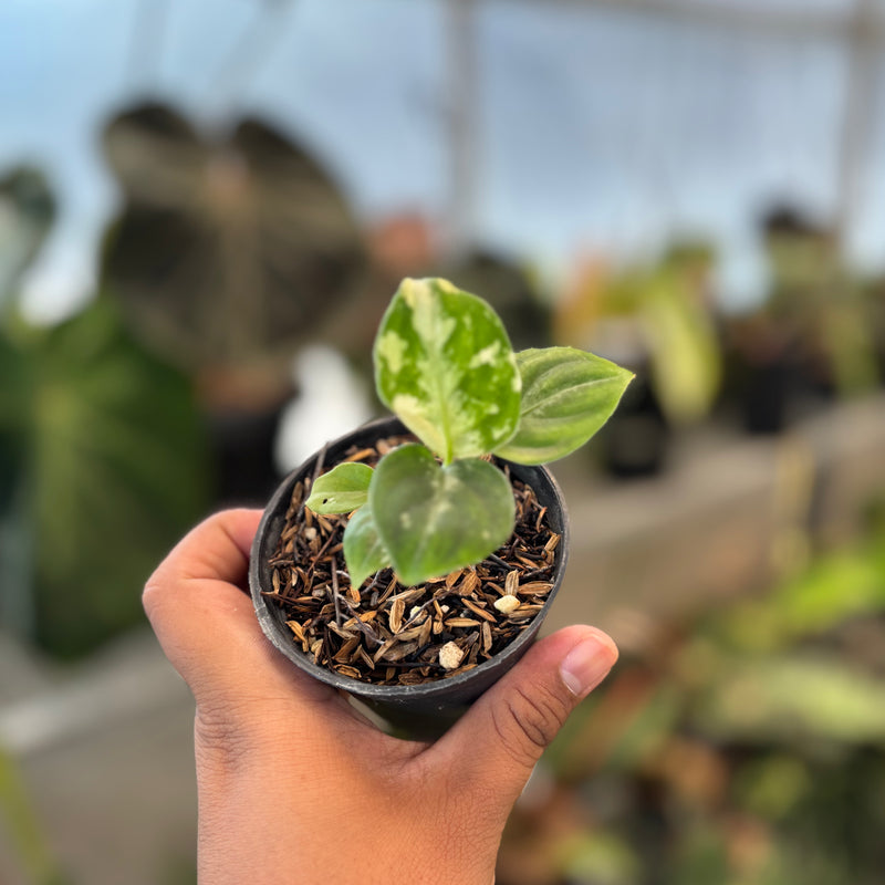 Aglaonema Pictum Bicolor Variegated