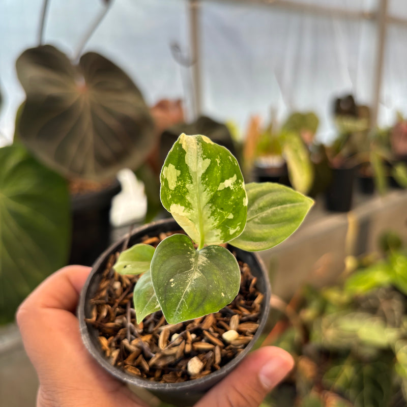 Aglaonema Pictum Bicolor Variegated