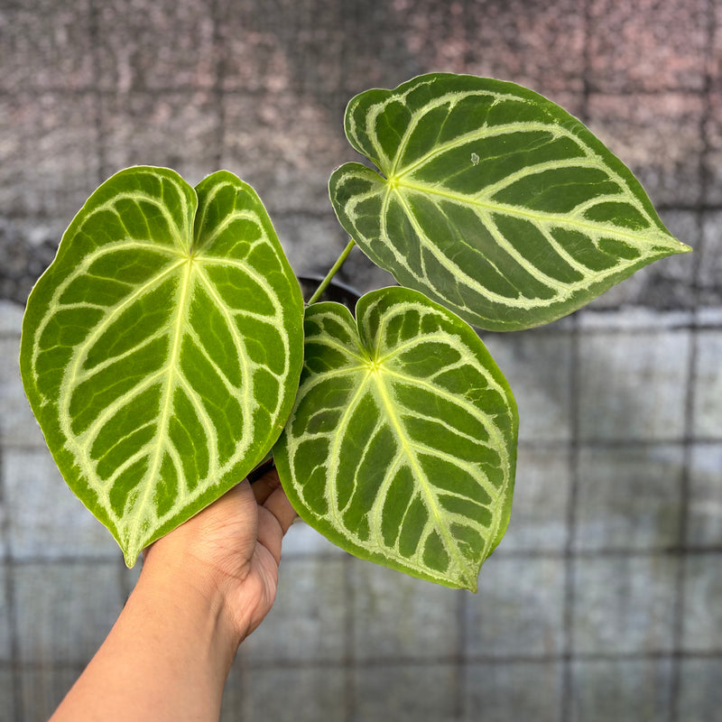 FS69-6 Anthurium Crystallinum Hybrid