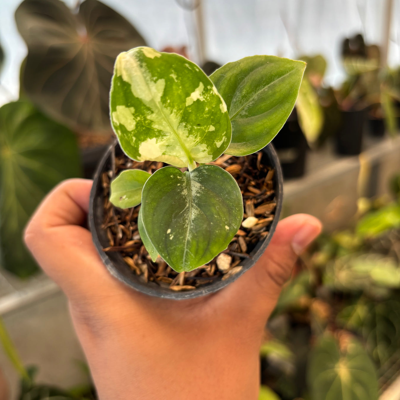 Aglaonema