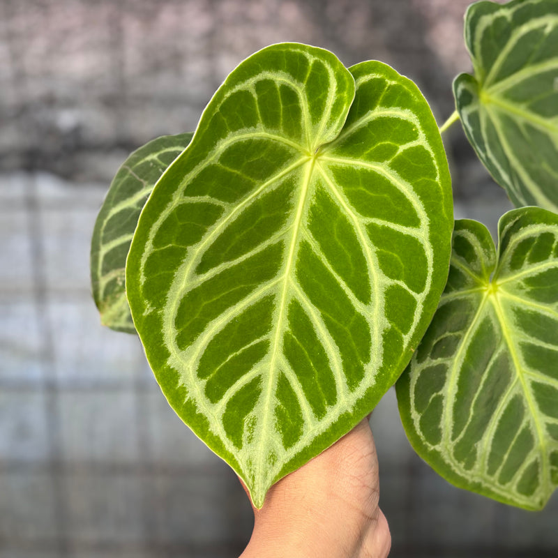 FS69-6 Anthurium Crystallinum Hybrid