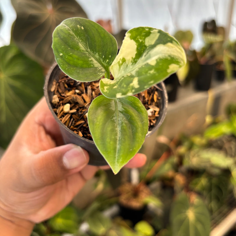 Aglaonema Pictum Bicolor Variegated