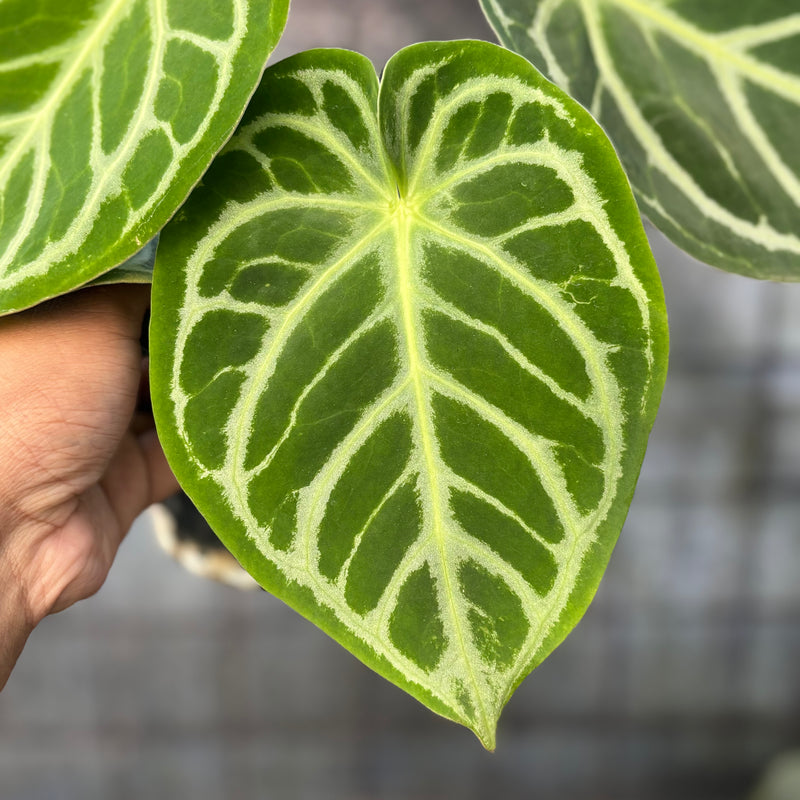 FS69-6 Anthurium Crystallinum Hybrid
