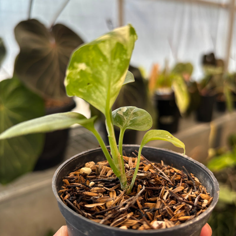 Aglaonema Pictum Bicolor Variegated