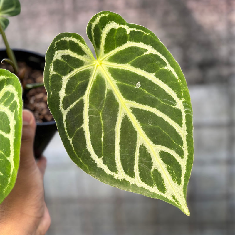 FS69-6 Anthurium Crystallinum Hybrid