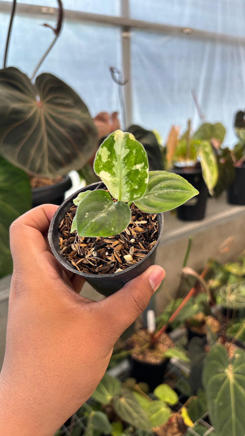 Aglaonema Pictum Bicolor Variegated