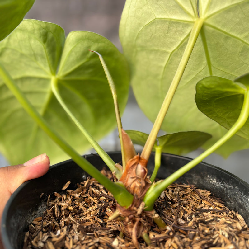 FS69-6 Anthurium Crystallinum Hybrid