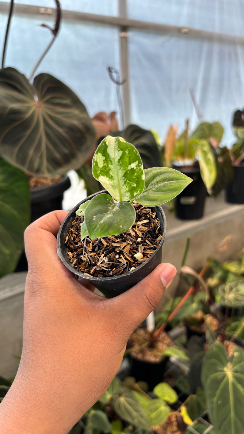 Aglaonema Pictum Bicolor Variegated