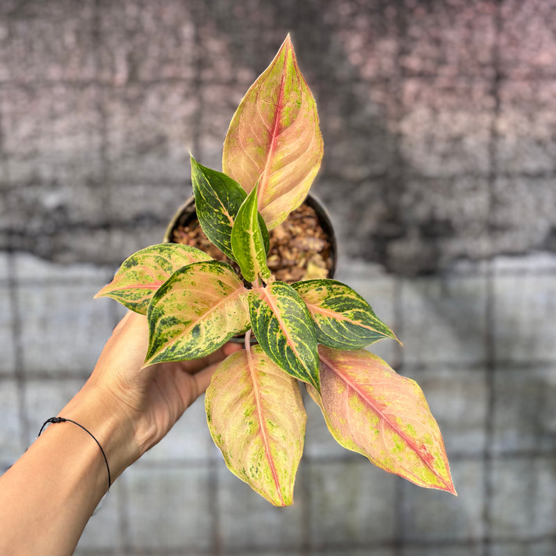 FS70-6 Aglaonema Light Of Diamond
