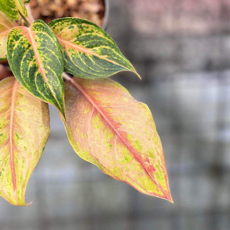 FS70-6 Aglaonema Light Of Diamond