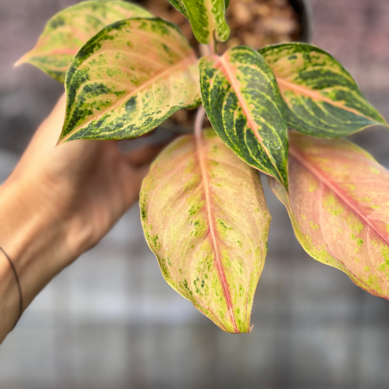 FS70-6 Aglaonema Light Of Diamond