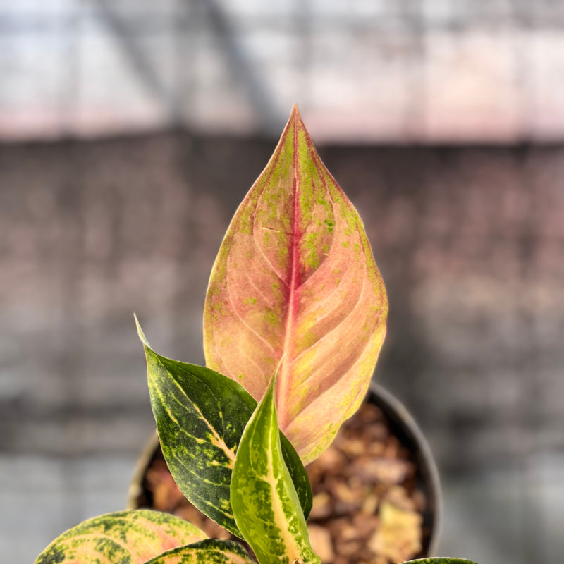 FS70-6 Aglaonema Light Of Diamond