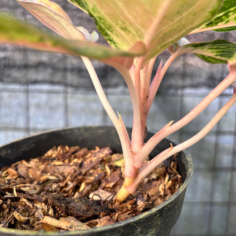 FS70-6 Aglaonema Light Of Diamond