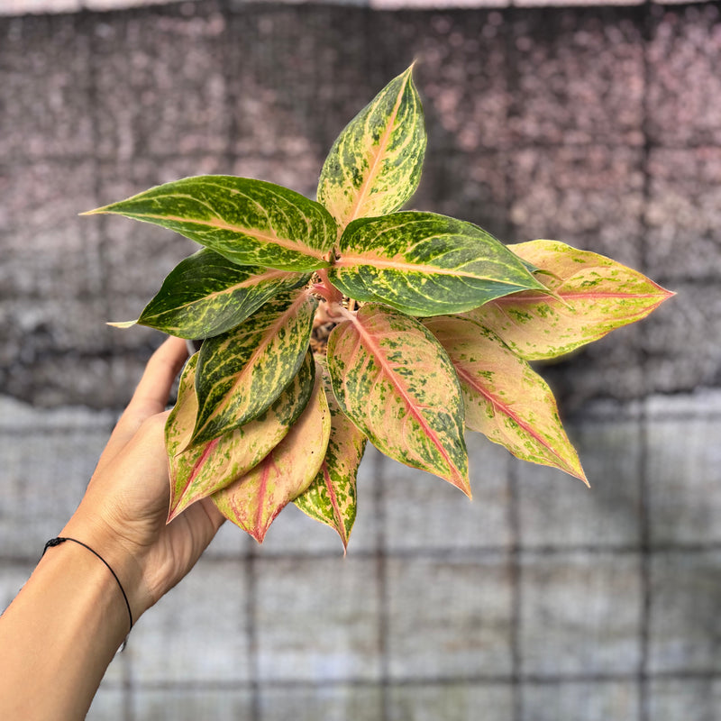FS71-6 Aglaonema Light Of Diamond