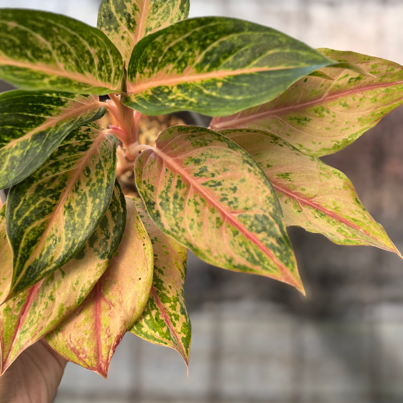 FS71-6 Aglaonema Light Of Diamond