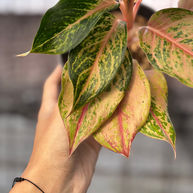 FS71-6 Aglaonema Light Of Diamond
