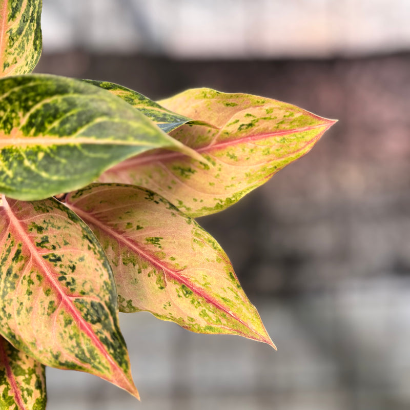 FS71-6 Aglaonema Light Of Diamond