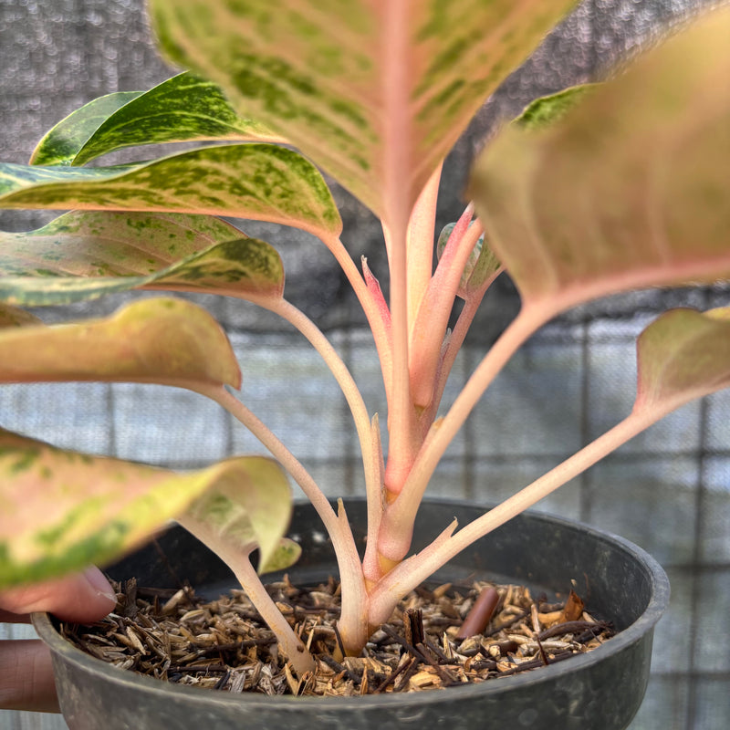 FS71-6 Aglaonema Light Of Diamond