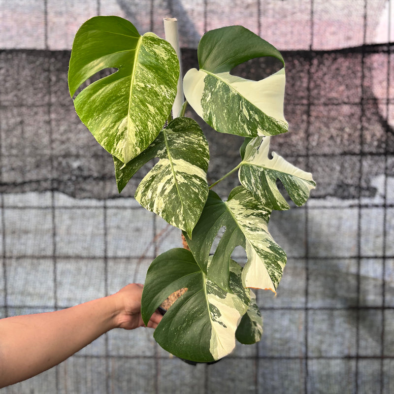 FS72-6 Monstera Albo variegated Lush