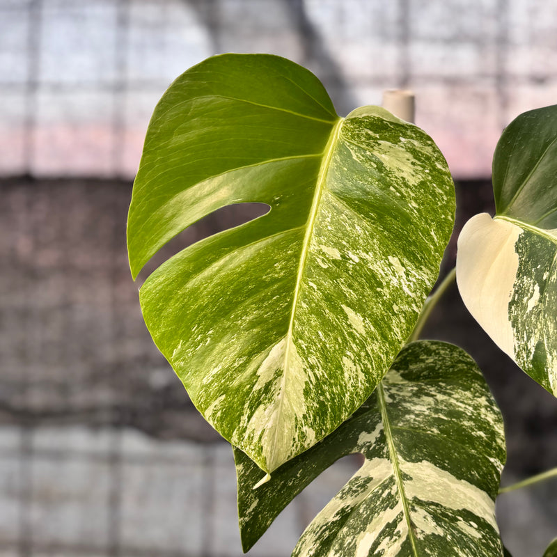FS72-6 Monstera Albo variegated Lush